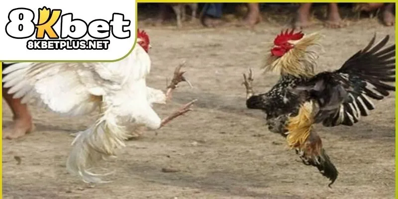 da-ga-8kbet-01