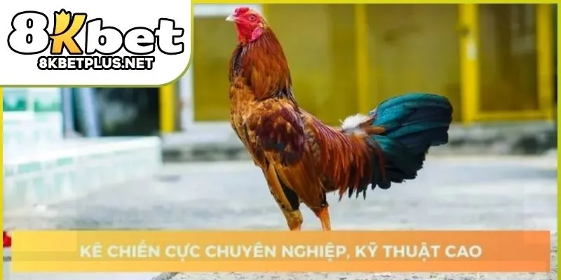 da-ga-thomo-8kbet-02