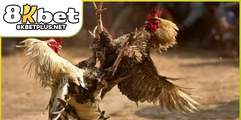 da-ga-truc-tiep-8kbet-01
