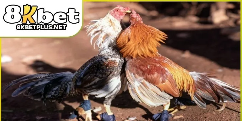 da-ga-truc-tiep-8kbet